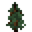 SPRUCE_SAPLING